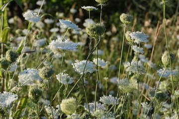 White carrot weeds background. Flowers in a field during summer. Also named Daucus carota or Queen Anne’s Lace.