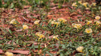 autumn leaves in the grass