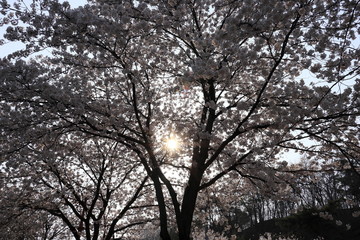 하얀 벚꽃이 보이는 아름다운 봄 풍경