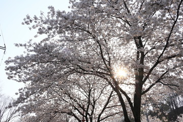 하얀 벚꽃이 보이는 아름다운 봄 풍경
