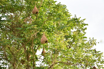 A bird nest on a tree