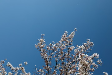 하얀 벚꽃이 보이는 아름다운 봄 풍경