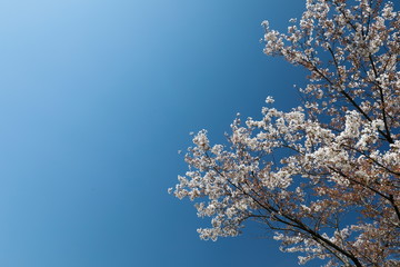 하얀 벚꽃이 보이는 아름다운 봄 풍경