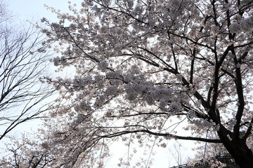 하얀 벚꽃이 보이는 아름다운 봄 풍경