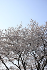 하얀 벚꽃이 보이는 아름다운 봄 풍경