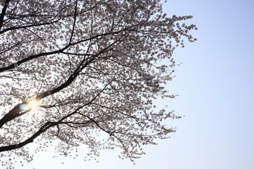 Fototapeta na wymiar 하얀 벚꽃이 보이는 아름다운 봄 풍경