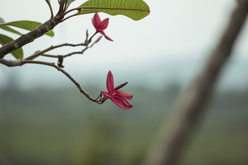 Fototapeta premium hummingbird on a flower