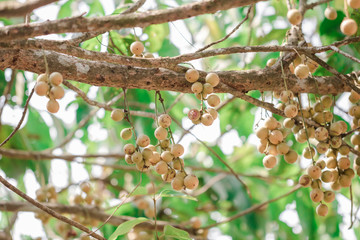 a branch of an apple tree