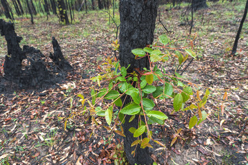 beautiful growth on gum trees after a forest fire in australia