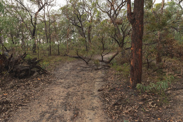 Naklejka na ściany i meble tree fallen across the dirt road in australia