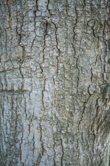 Fototapeta premium Characteristics of tree bark.
