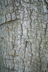 Characteristics of tree bark.