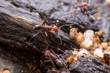 Australian meat ants (Iridomyrmex purpureus gp) walking around on a log