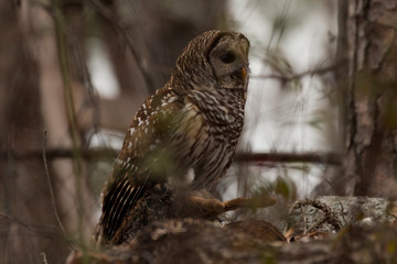barred owl