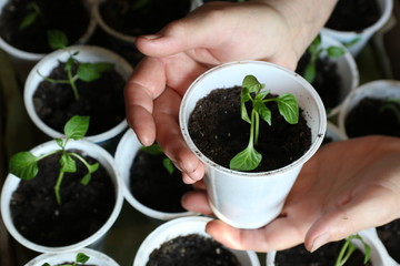Woman's hands holding plastic cup with seedlings of paprika. Pepper sprouts in a plastic box on a blurred background from other plants of the house by the window