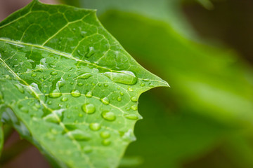 Morning dew drops on green leaves after