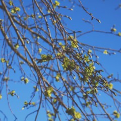 autumn leaves against blue sky