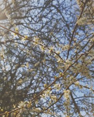 tree branches against blue sky
