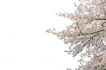 Fleecedeken met foto Kersenbloesem 桜　白背景　切り抜き   © keita