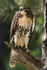 red tailed hawk