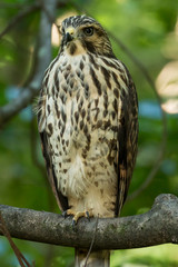 red tailed hawk