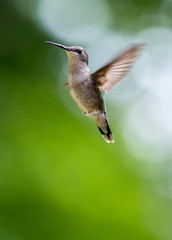 Little hummingbird flies through the sky like a tiny ballerina 