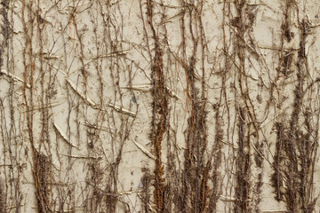 Obraz premium Vintage exterior stucco wall background with dried brush foliage texture