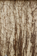 Vintage exterior stucco wall background with dried brush foliage texture