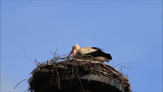 white stork nesting
