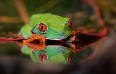 Naklejka premium Red-eyed Tree Frog 