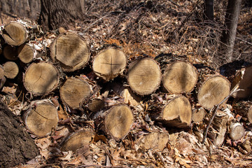 Texture background view of a stack of fresh cut firewood logs setting in a woodland ravine area