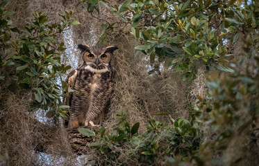 Great Horned Owl © Harry Collins
