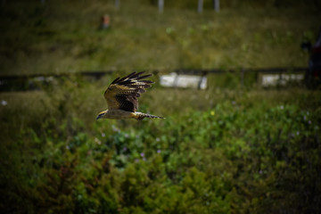 águila volando
