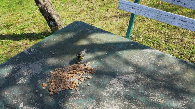 Great Tit (Parus major) eats food on the table - (4K)