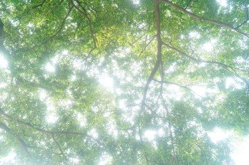 Green foliage landscape of trees