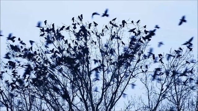 flock of crows on tree
