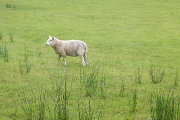Ein einsames Schaf in den schottischen Highlands