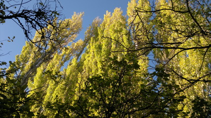 alamos  plateados sobre cielo azul