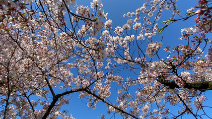青空と満開の桜の花