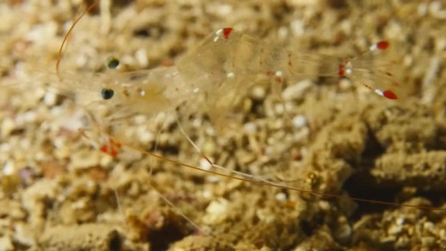 shrimp  in cave underwater  shrimp mass together ocean scenery