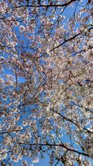 春の満開の桜の花とガラス鏡の反射風景