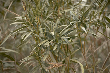 The oleander plant.
