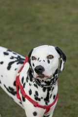 High Angle View Of Dalmatian Dog