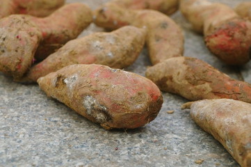 Fresh sweet potatoes