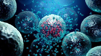 Antibodies destroy an infected cell by a  virus, immun defense kill the infected cell   - obrazy, fototapety, plakaty