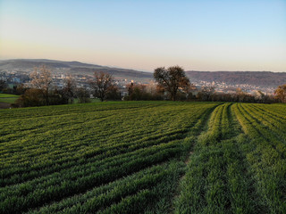 Fototapeta premium aerial vew of a green field in the morning 