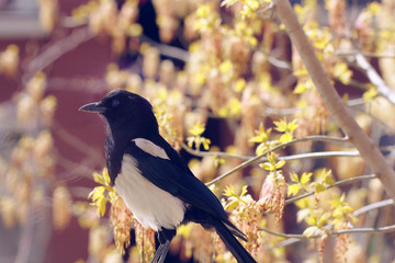 black bird in the tree