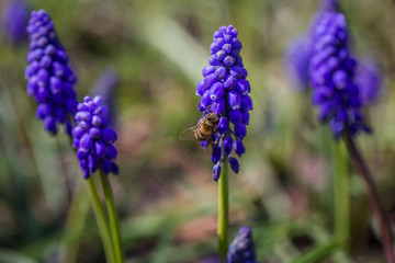 Bee on Grape Hyacinth - Muscari armeniacum - Lily Family - Liliaceae
