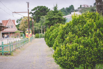Flores do Campos do Jordão - São Paulo Brasil