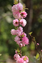 変わった桜の花